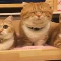 主人曬出家養的三隻橘貓，笑翻一群網友：中間那隻，偷開小灶了吧