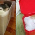 聽人說貓咪就是水做的，幾張圖告訴你什麼是「能屈能伸」
