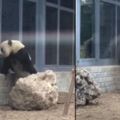 大熊貓趴在石頭上，網友以為它要倒立，可接下來的這幕在場人笑噴