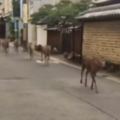 50隻奈良鹿逃向市中心「預示大阪地震的發生」！？女大生：「還以為牠們是吃草去了！」