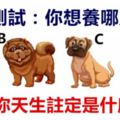 心理測試：你想養哪只狗？測你這輩子註定是什麼命！
