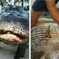 他們花了10小時抓到這只兇猛鱷魚，剖開肚子一看眼珠都掉下來了