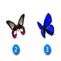 選一隻蝴蝶，測試2018下半年的你招來什麼好運？