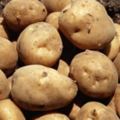 中醫上認為，土豆性平，味甘，無毒，能健脾和胃，是胃病和心髒病患者的優質保健品