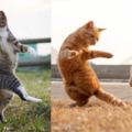 貓咪在苦練功夫時被偷拍了！日本攝影師：它們已開始為統治地球做准備了！