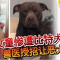 女童慘遭比特犬咬死獸醫授招讓惡犬鬆口