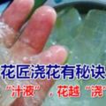 老花匠澆花有秘訣：加一點「汁液」，花越「澆」越多