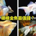 哪條金魚最值錢？測最近有什麼運氣砸到你頭上？