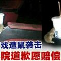 男子看戲遭鼠襲擊電影院發文致歉允賠償