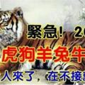 緊急！2019年，屬【虎狗羊兔牛】的人，你的貴人來了，在不接就沒了