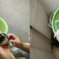 小奶狗在垃圾桶艱難生活，被女孩帶回家後，洗完澡就讓女孩後悔了！