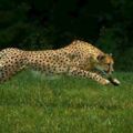 趣味測試：哪一隻獵豹最威武？測你何時才能飛黃騰達！