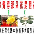 心理測試：你覺得那朵花是假花？測在異性眼中你有多大吸引力