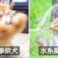 動物界復仇者來了！　右鉤拳柴犬率領「超能力動物」每隻都不好惹