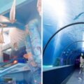 澎湖水族館重新開幕太美！　跟海龜互動、14公尺海洋隧道彷彿漫步水下