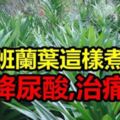 『班蘭葉』這樣煮居然可以降尿酸,治痛風