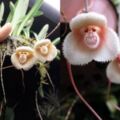 蘭花長「猴子臉」世上竟然有如此獨特又可愛的蘭花！網笑：「齊天大聖在這裡！」