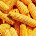 玉米面是粗糧，還是細糧？營養師：糖尿病人吃玉米面，別犯三個錯