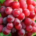 鮮葡萄和葡萄乾，營養有區別嗎？秋季吃葡萄，幾個注意事項說清楚