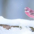 雪地綻放的薔薇！他終於拍到「日本稀有粉色鳥」　7萬網友全被迷住：「名字跟牠外表一樣夢幻」