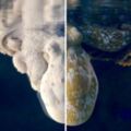 章魚睡覺奇蹟式「不斷變顏色」　科學家驚喜：剛好拍到牠做夢！
