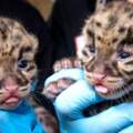 恭喜！動物園孵育「罕見雲豹寶寶+2」　乖萌吐舌頭迎接這個世界～