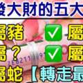 5月最容易發大財的五大生肖
