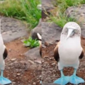 超罕見「藍色大腳丫怪鳥」超呆萌 ！和雌鳥對上眼「一個move大秀藍色美腿」熱舞求偶超Q❤