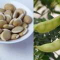 研究：白扁豆萃取蛋白可抑制新冠病毒感染