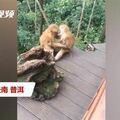 奇葩！野外竟現「猴子活春宮」網見畫面笑翻：超像人類