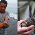 釣到海中巨人！台東漁民捕撈到「5台斤錦繡龍蝦」價值百萬以上　他拿起來一看後「決定當場放回海裡」