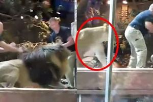 公獅子突然抓狂攻擊猛咬飼育員！這時一旁的母獅子跑過來.....她做的事讓在場所有人都不敢置信！
