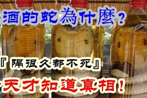 泡酒的蛇為什麼『隔很久都不死』今天才知道真相！