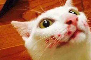 網友半夜發現貓咪滿臉是血，嚇得都快哭了，打開燈後發現真的想哭