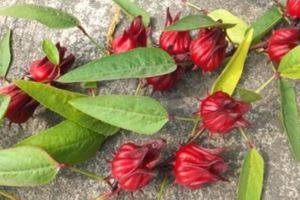 30歲的女人睡前喝點它吧，皮膚活性越來越好，更顯年輕態