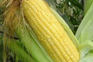 女孩每天用玉米須泡水喝，半個月後連醫生都很意外