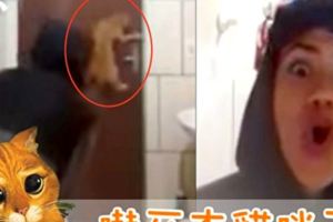 男子帶貓關門抓老鼠沒想到貓比他逃得還快