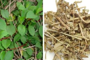 中藥蒲公英治療皮膚科、肝膽疾患，擁有抗衰保健功效