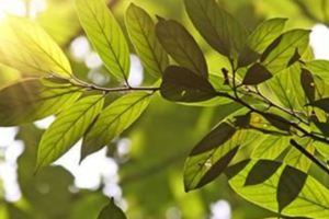 他每天用桑葉泡水喝，30天身體發生奇妙的改變！