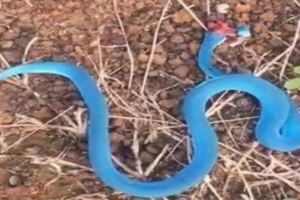 男子路上偶遇一條蛇，張開大嘴就要攻擊他，男子不忍心打死，回家卻發現……後悔已晚！