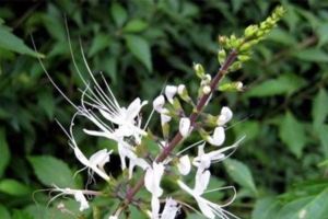 貓鬚草有治療急慢性腎炎、膀胱炎、糖尿病、尿路結石、膽結石、風濕性關節炎的作用。