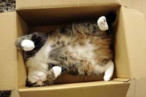 15張可愛的箱子貓！也一起分享你的箱子貓....
