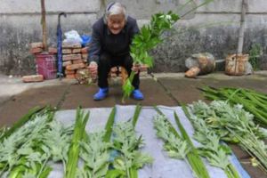 白酒和它泡一起，頸椎腰椎膝蓋骨痛全好了，真不錯公司同事已試