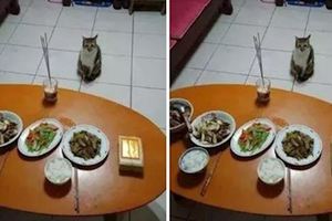 重陽節在家中祭拜地基主，貓咪突然溜到供桌後正中間的位置然後定格不動，貓咪：終於要進貢本皇了嗎？