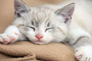 貓咪的8種睡姿代表了什麼含義
