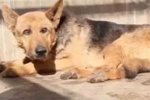 汶川地震英雄搜救犬：「英雄暮年」，讓人心疼