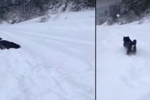 跟主人在雪地裡玩撿球遊戲，永遠都撿不回雪球黑柴,根本懷疑狗生