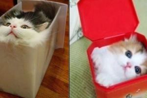 聽人說貓咪就是水做的，幾張圖告訴你什麼是「能屈能伸」
