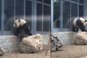 大熊貓趴在石頭上，網友以為它要倒立，可接下來的這幕在場人笑噴