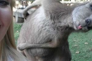 這名女子把袋鼠擺出吐舌頭模樣的自拍照上傳網路後，引起網友們也大肆分享動物的搶鏡照片！